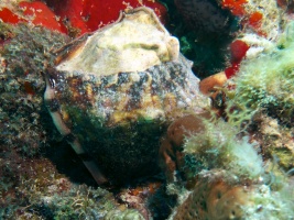 King Helmet IMG 3128